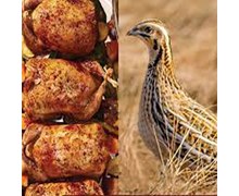 خواص بلدرچین کلیک کنید (کد170) شیلات مهدی زاده - همراه 09155159391